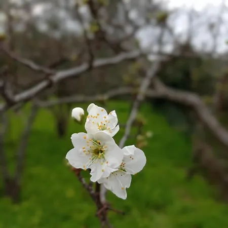 Nyaraló Ai Tre Desideri La Casita *