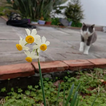 Dom wakacyjny Ai Tre Desideri La Casita *